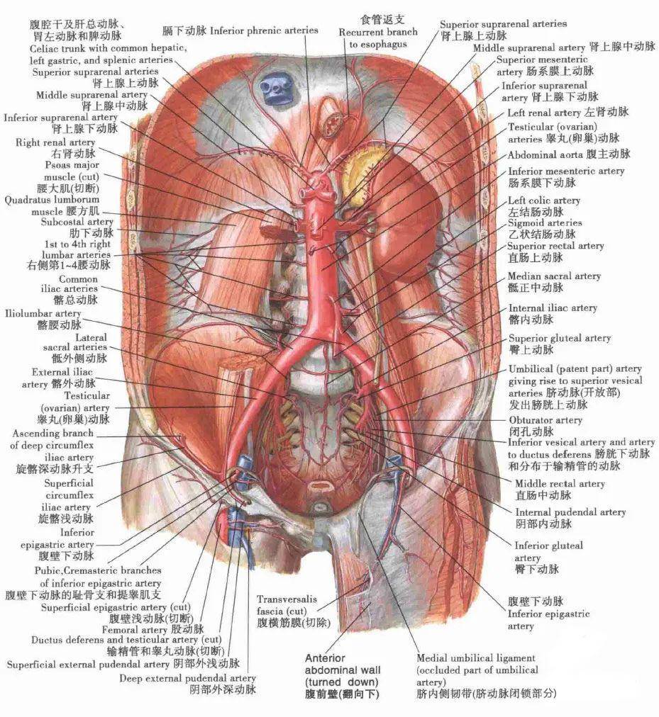腹腔脏器解剖图片标识图片
