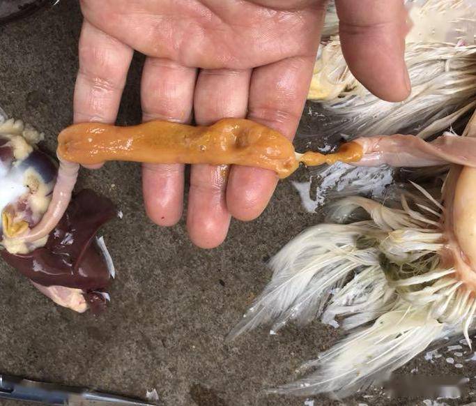 肉鸡软脖子病不一定是鸡新城疫引起的