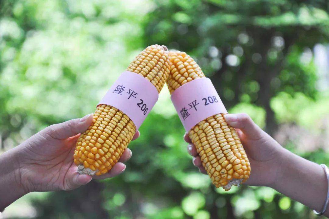 2020年有没有极端天气?最新预测!种玉米的该如何应对.