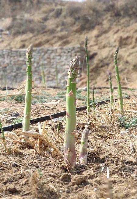 高山芦笋——来自百花山国家级自然保护区的鲜味儿