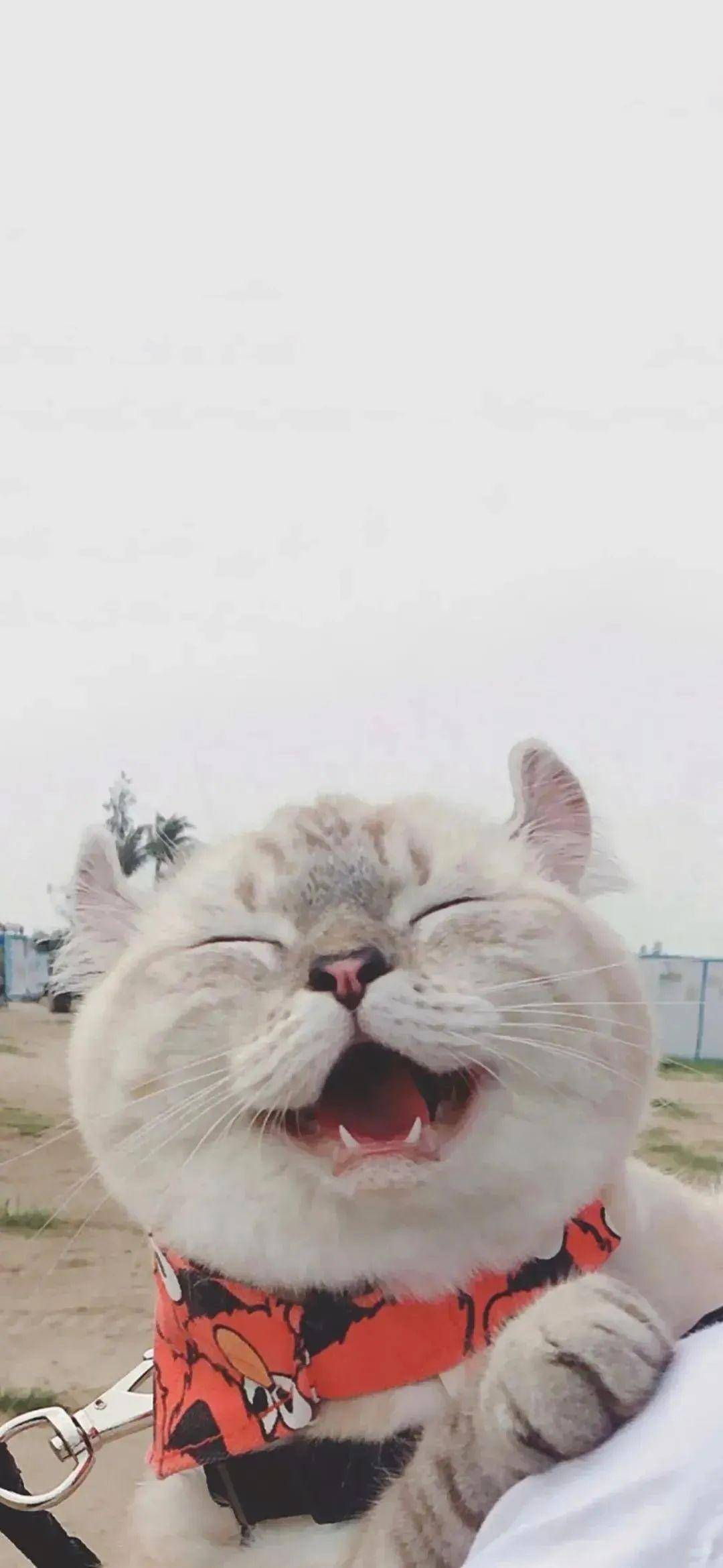 1080_2339竖版 竖屏