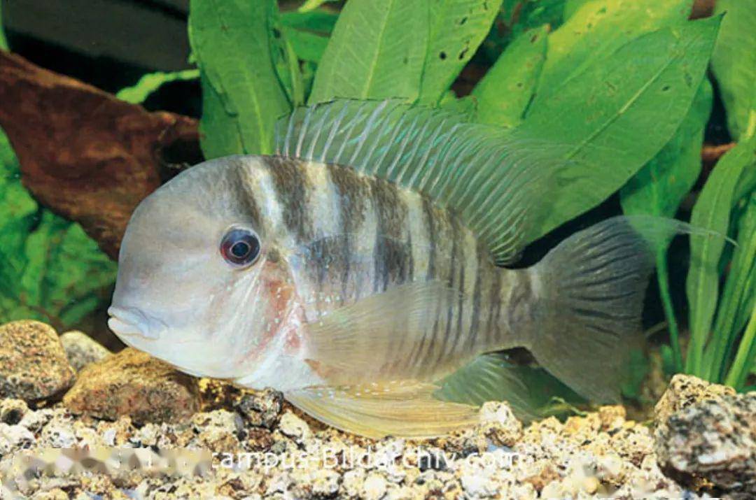 食土鲷品种图鉴栖息地原生态造景