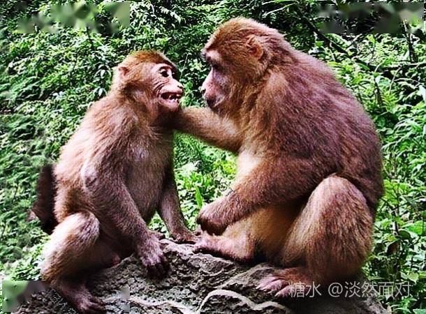 山西蟒河风景区,猴山观猴,旅行中一大乐趣
