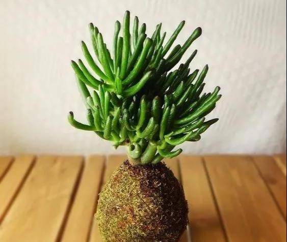 室内绿植:种花不用盆,揉一个小球吊起来就让家里美翻_植物