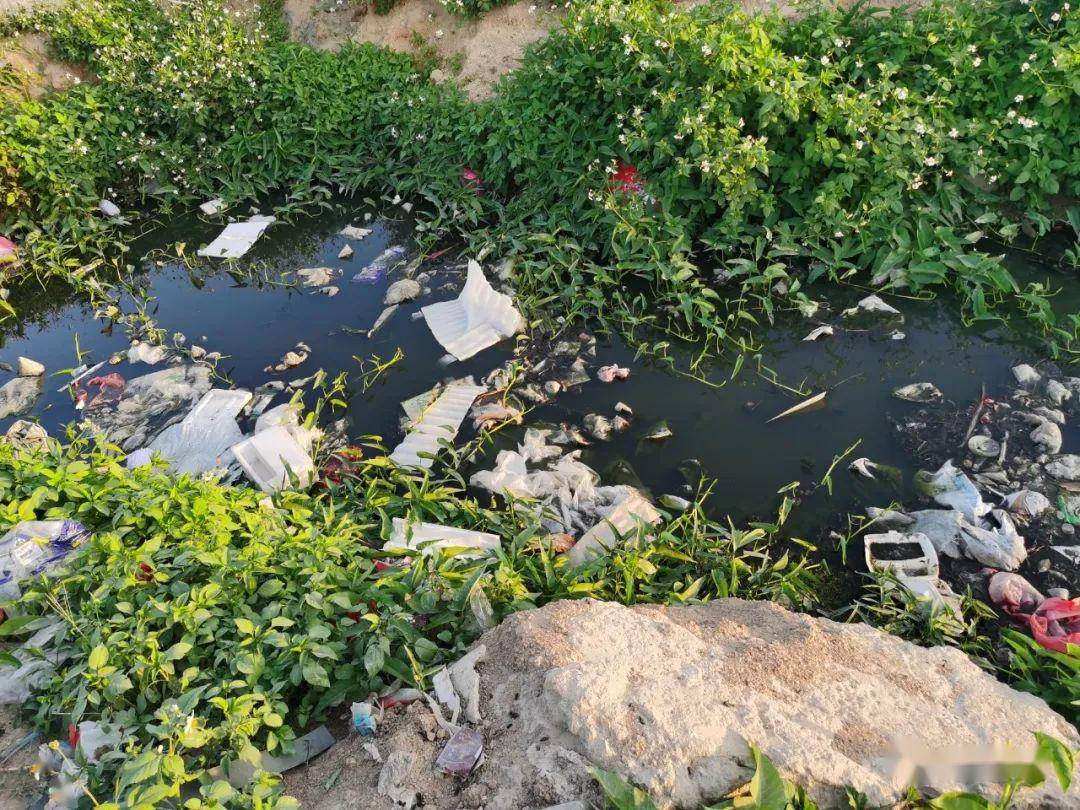 金厢镇某村网友爆料:这条污水沟已经存在很久!希望得到改善!