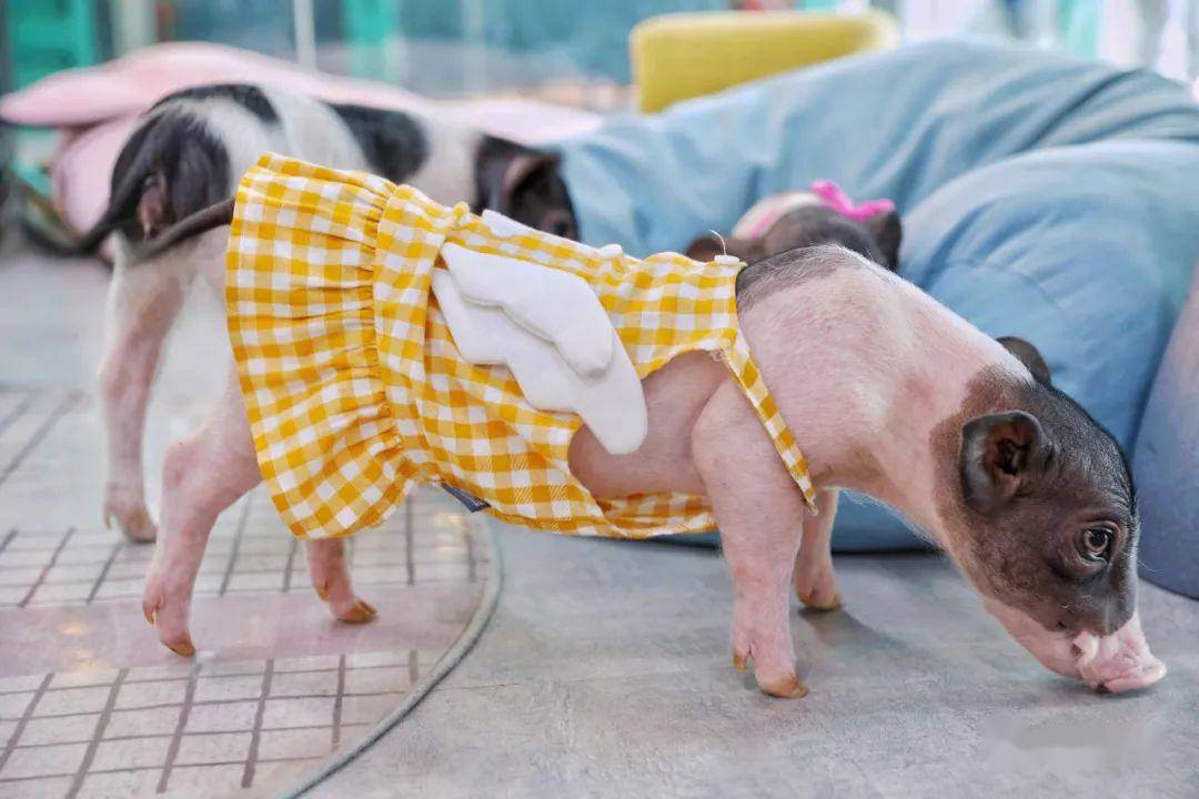猪穿裙子图片高清图片