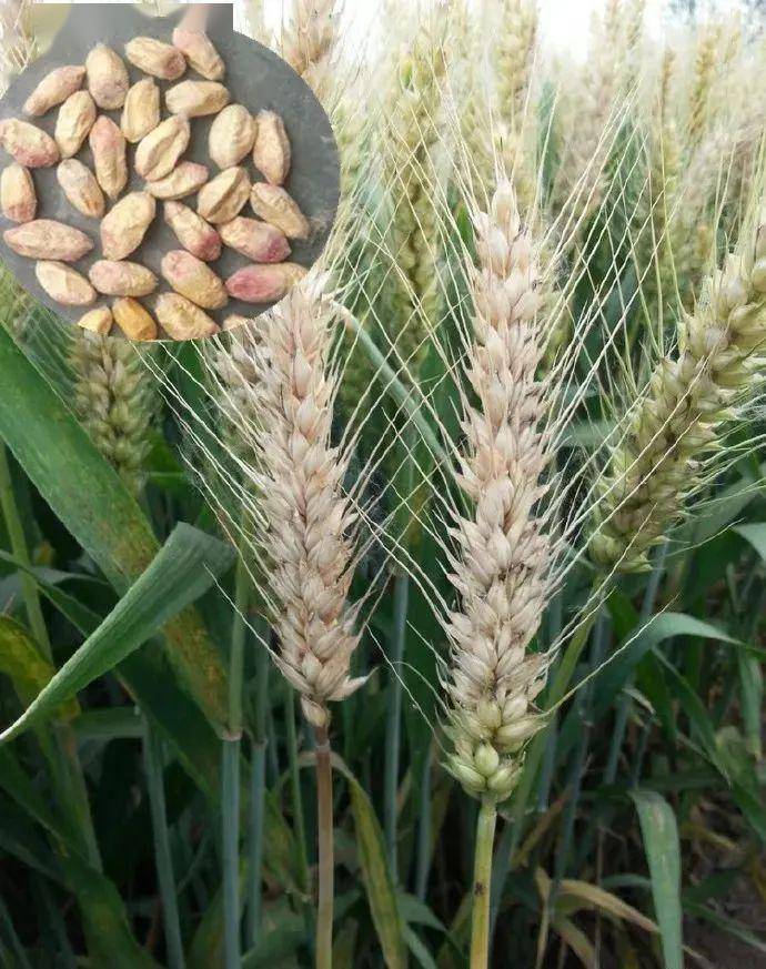 小麦白穗怎么回事?这5点要知道