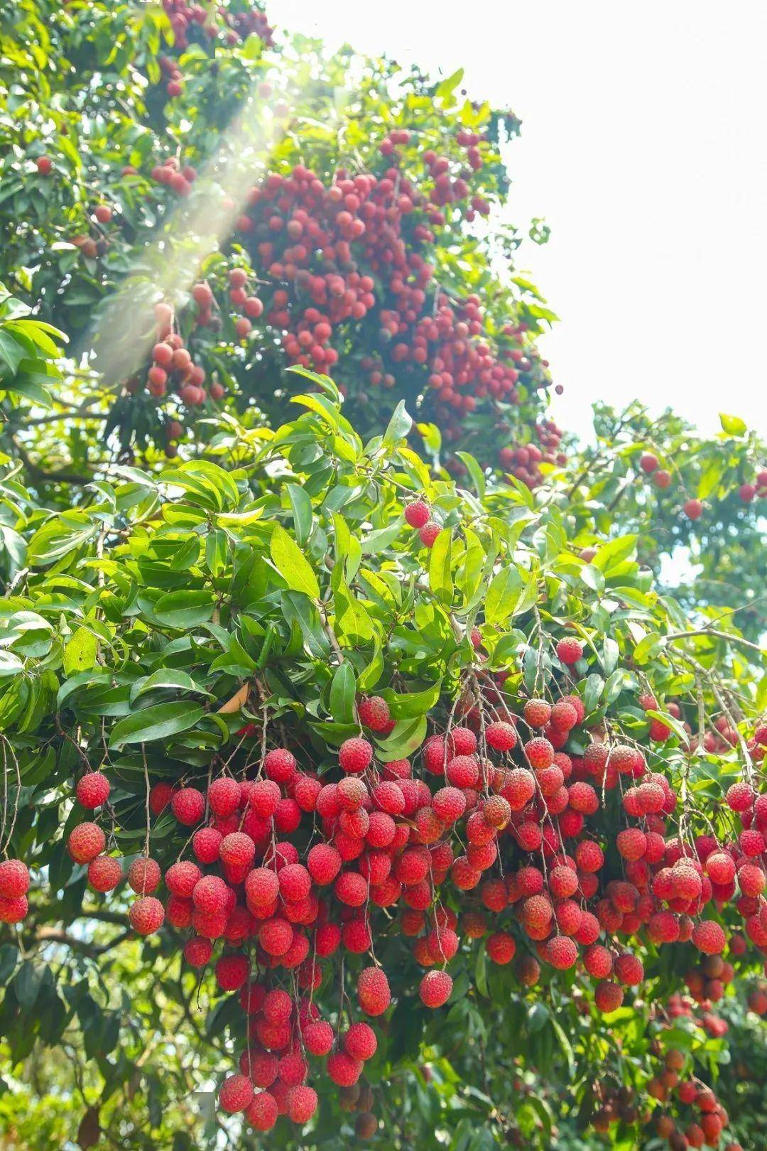 据了解,"风吹寮""龙鳞"是当地特有的荔枝品种,种植年代久远,之所以