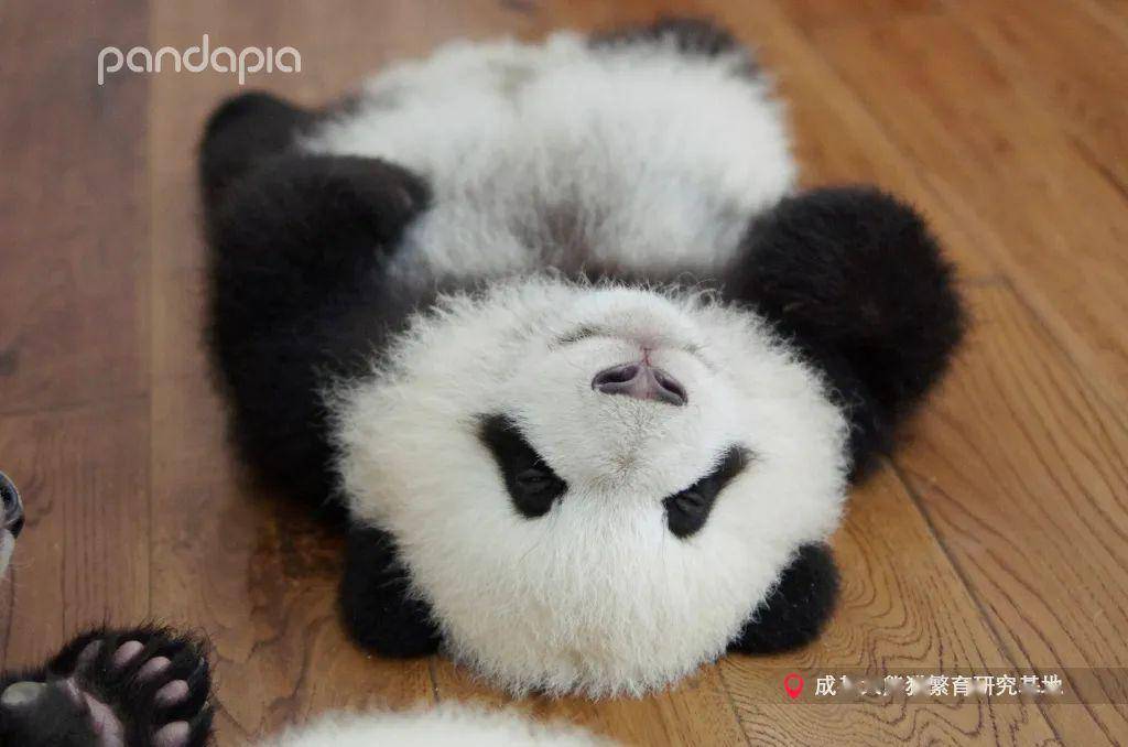 熊猫为何如此萌萌哒除了会吃还要会睡