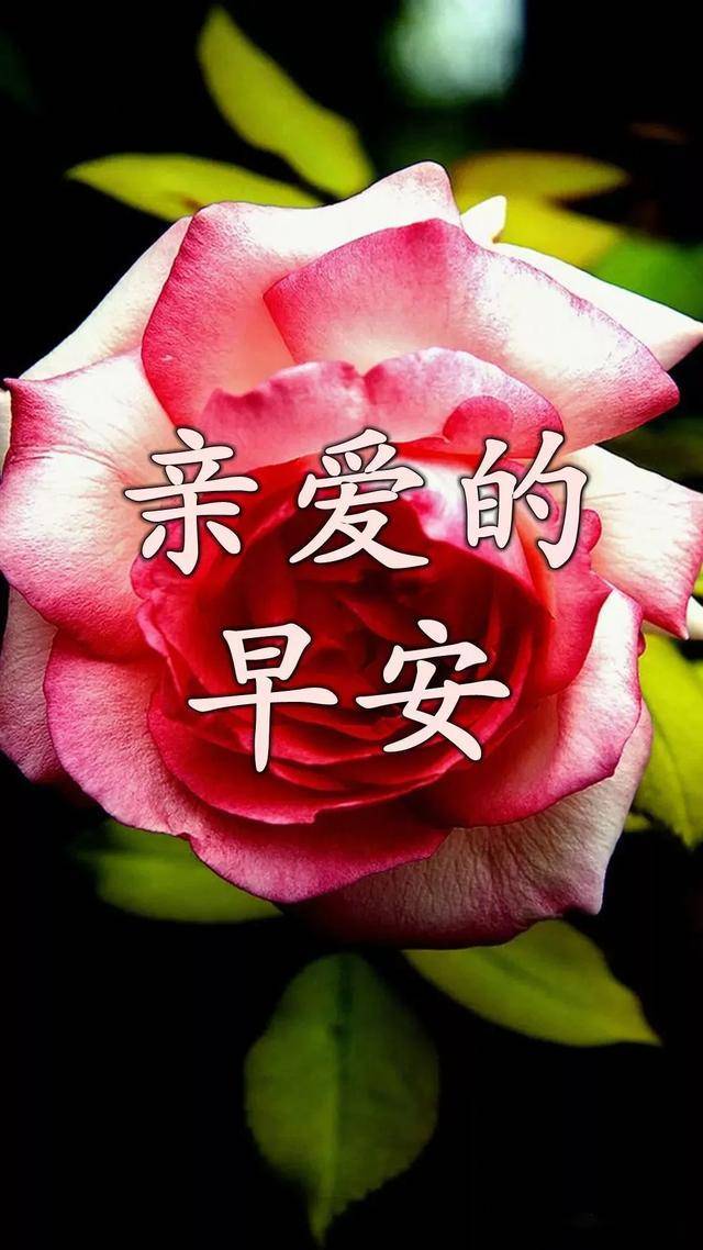 人生不易,珍惜拥有,感谢经历!早安