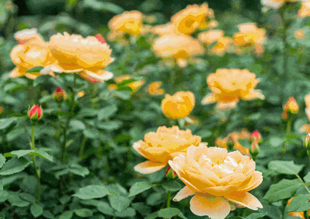 北京这个公园里有片月季花海!五彩斑斓,美爆初夏