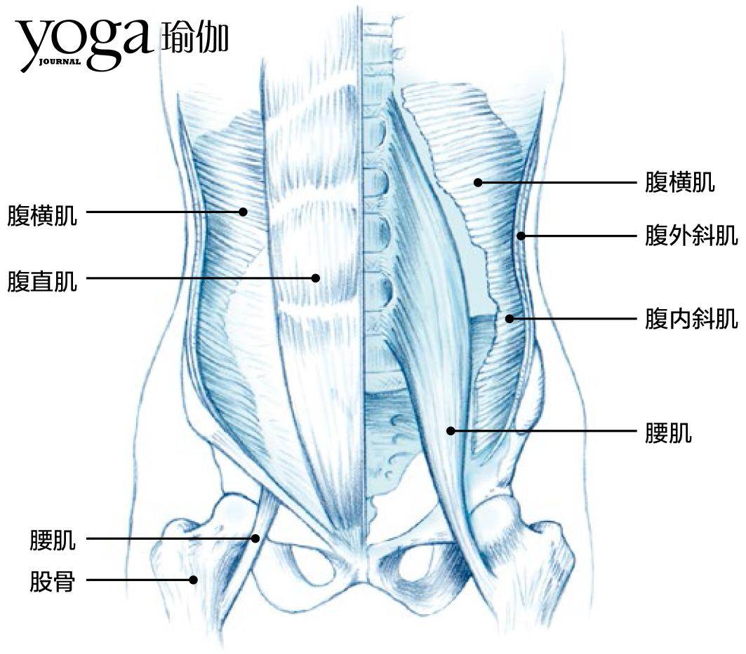 这一层包含一系列肌肉,主要是腹横肌.