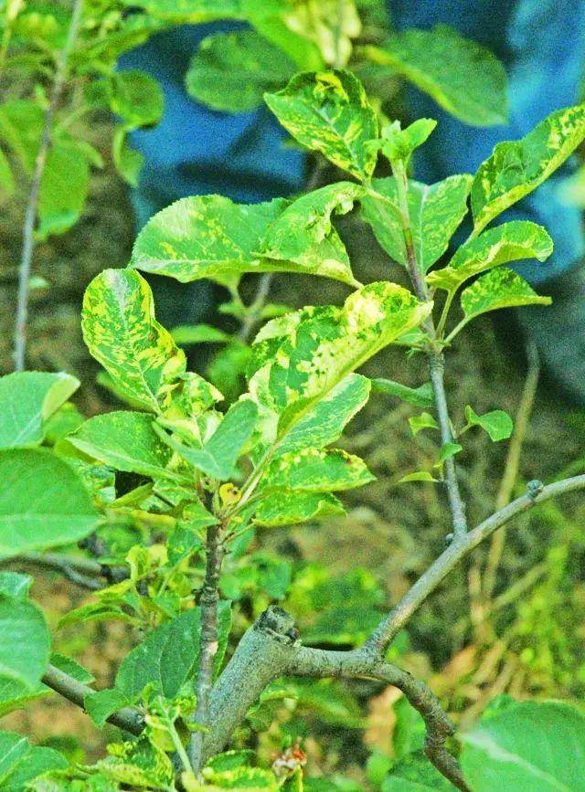 果树花叶病是一种病毒性病害,属于"胎带",是不能根本治愈的.