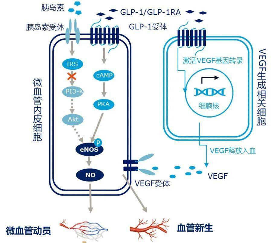 器官自身健康及功能至關重要正常狀態下,胰島素通過