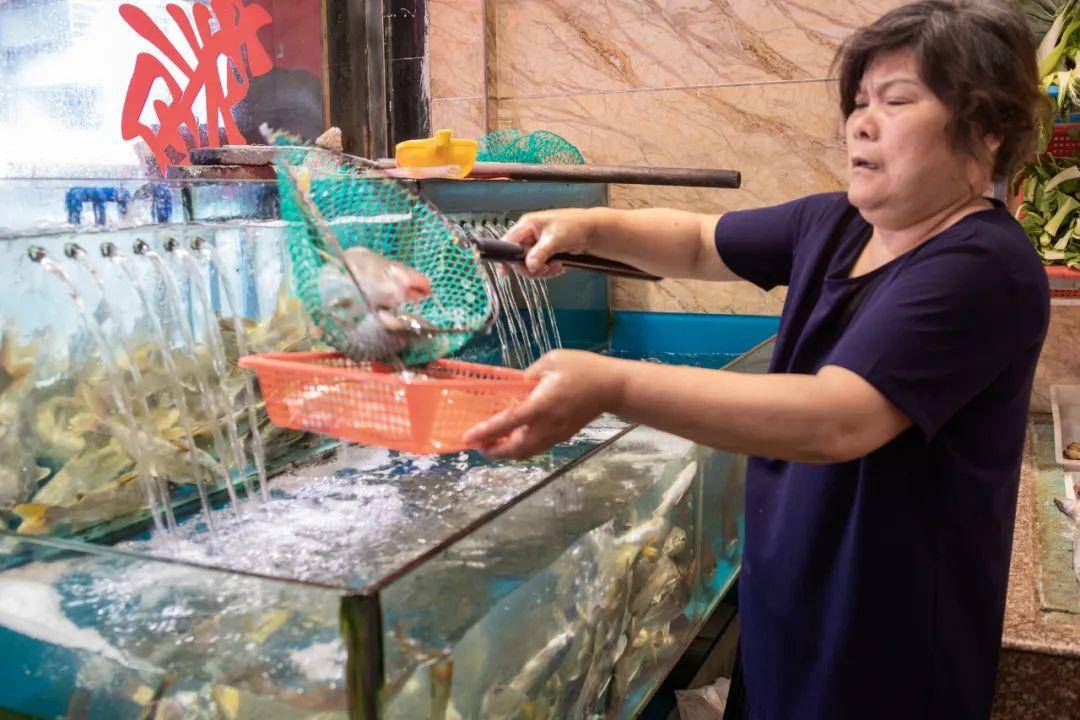 龙湾王鱼季节图片
