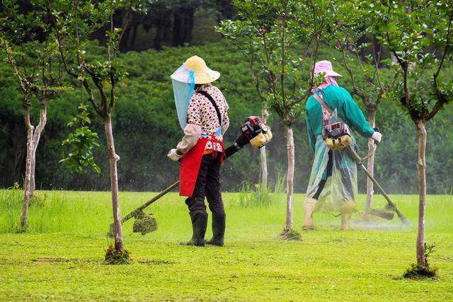 初夏割草记一首绿色的大地交响曲太美了