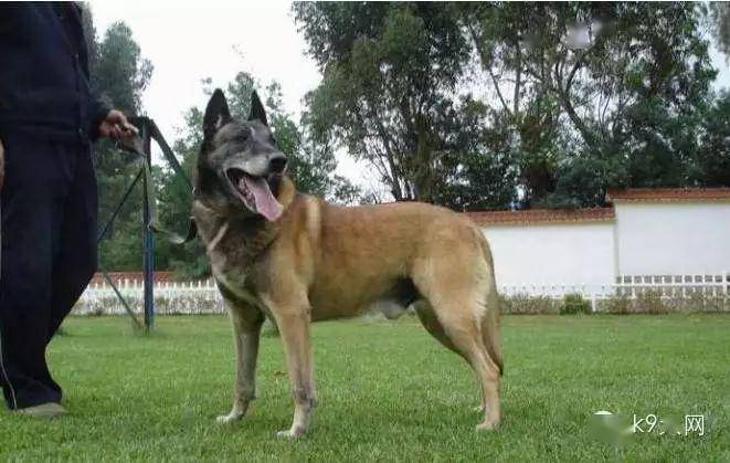 荷系马犬与法系马犬的区别详解