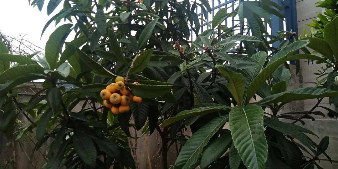 购优质枇杷树苗的平台