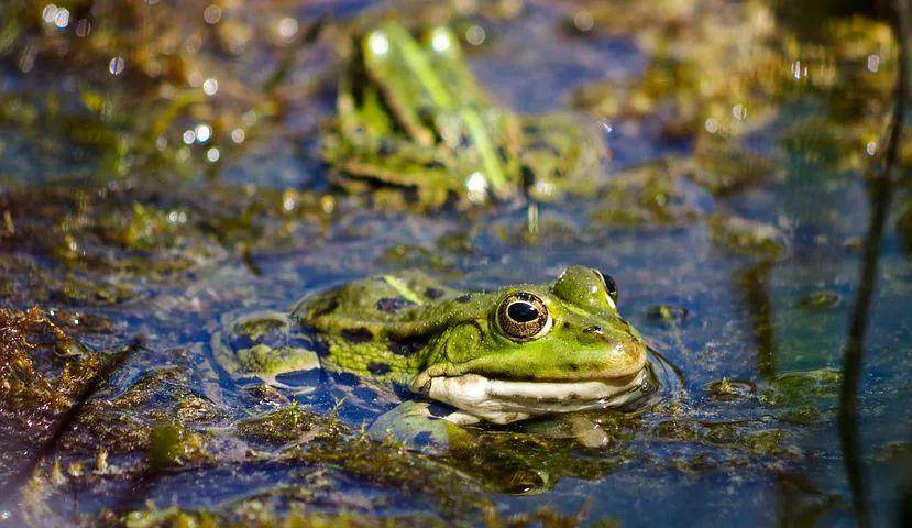 農業農村部首次明確33種家養畜禽種類,蛙類將按照水生動物管理