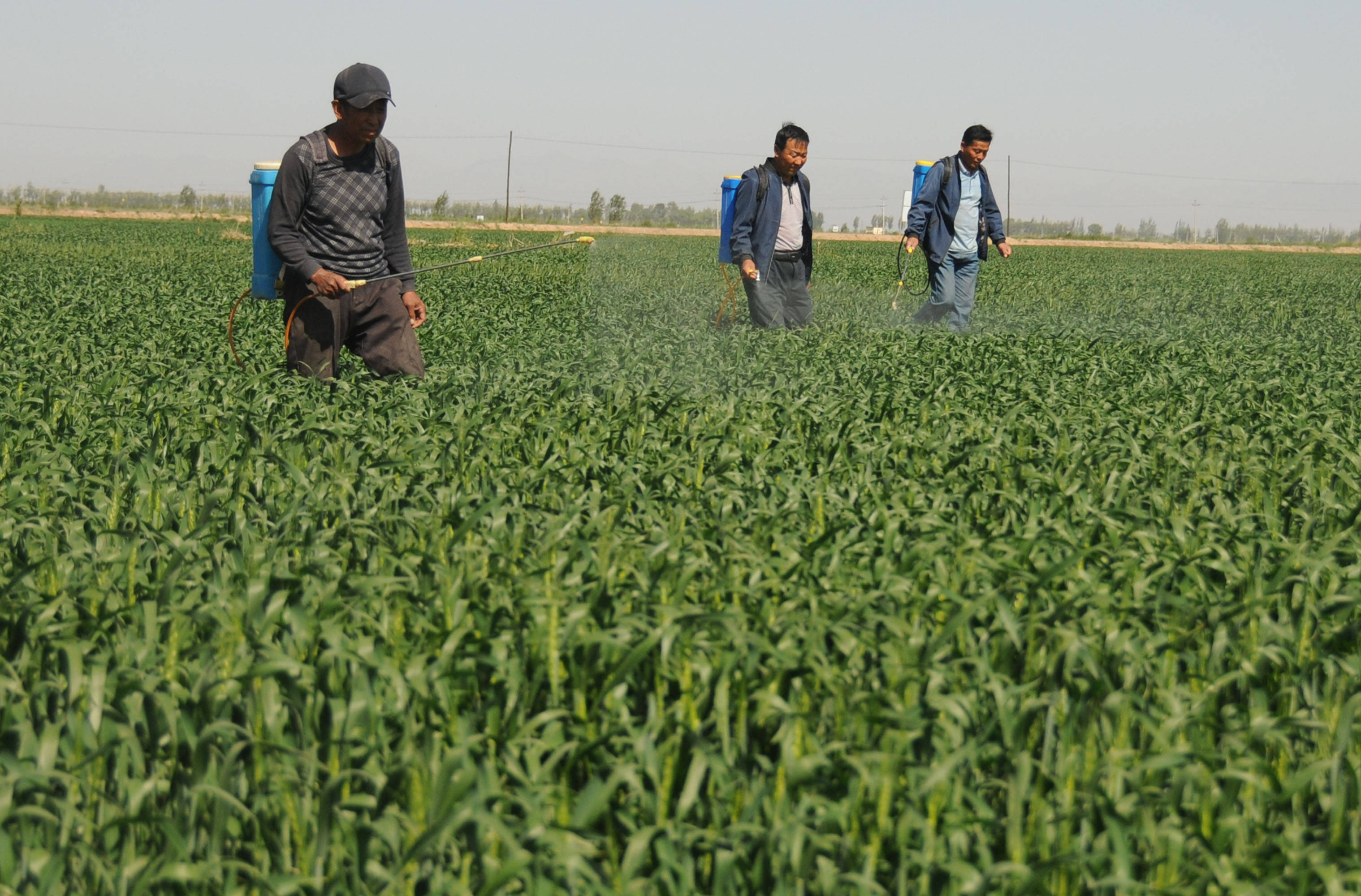 "塞外粮仓"田间管理忙