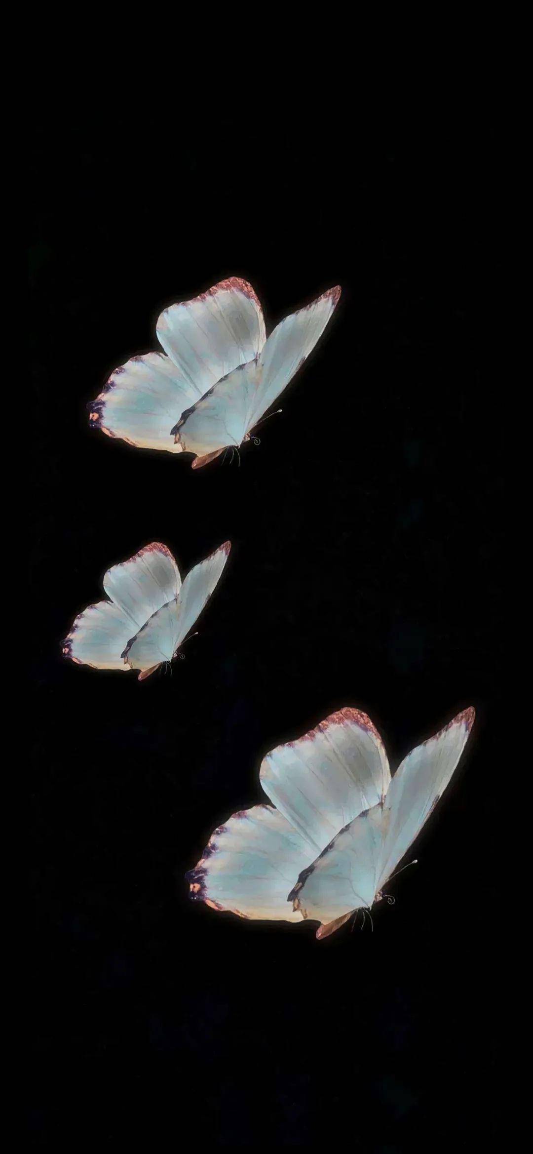 蝴蝶壁纸大全 | 纯黑背景图锁屏壁纸