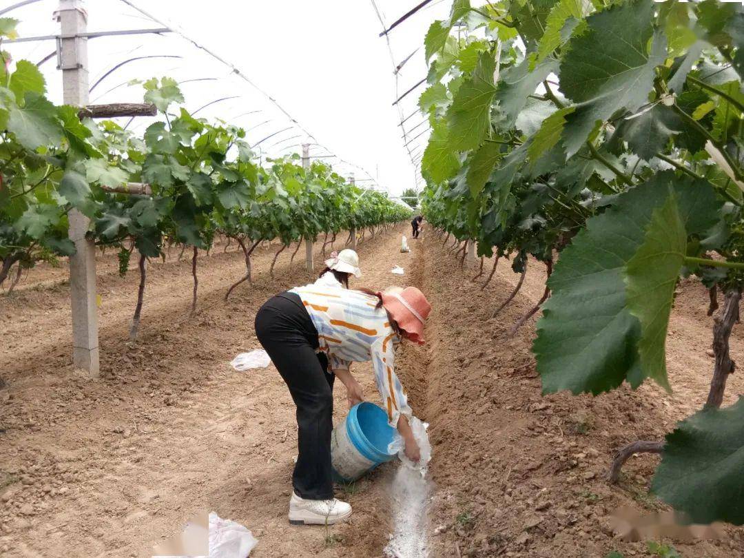 [临渭区] 临渭区土肥站积极开展葡萄肥效试验追肥工作