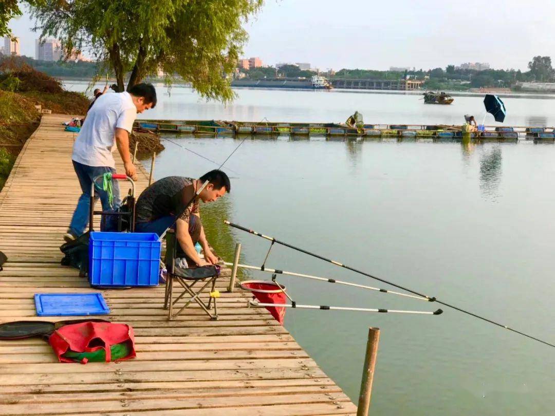 鱼,草鱼,鲤鱼等鱼类, 绿沙岛原生态野钓场吸引众多钓鱼爱好者慕名而来