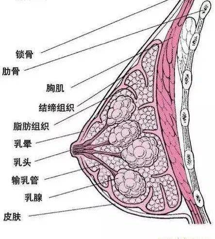 被乳房按摩害惨的中国女人