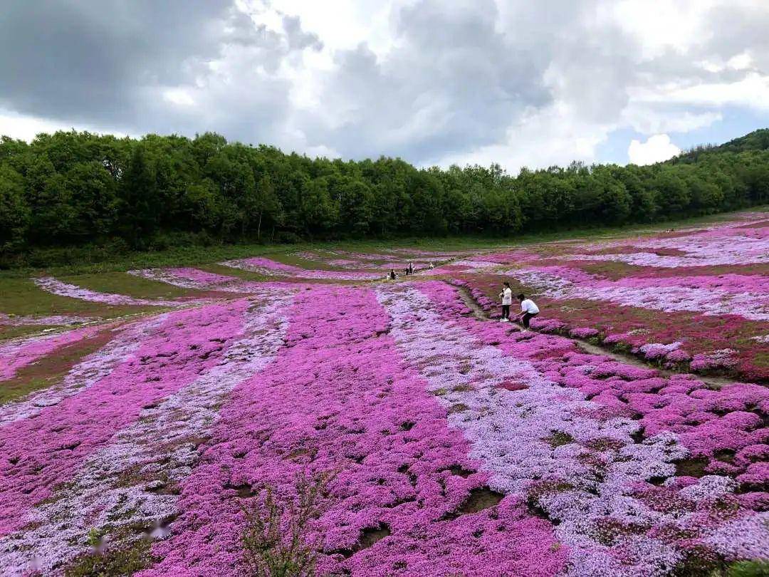 浑江区彩虹花海如约而至