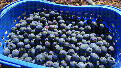 78元4盒!云南抚仙湖的"蓝莓精灵",防辐射,抗衰老,现在吃正当时!