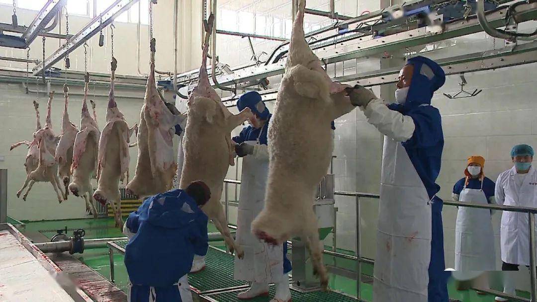 【媒体报道丨白银电视台】会宁县:羊肉精深加工中心推动肉羊产业市场