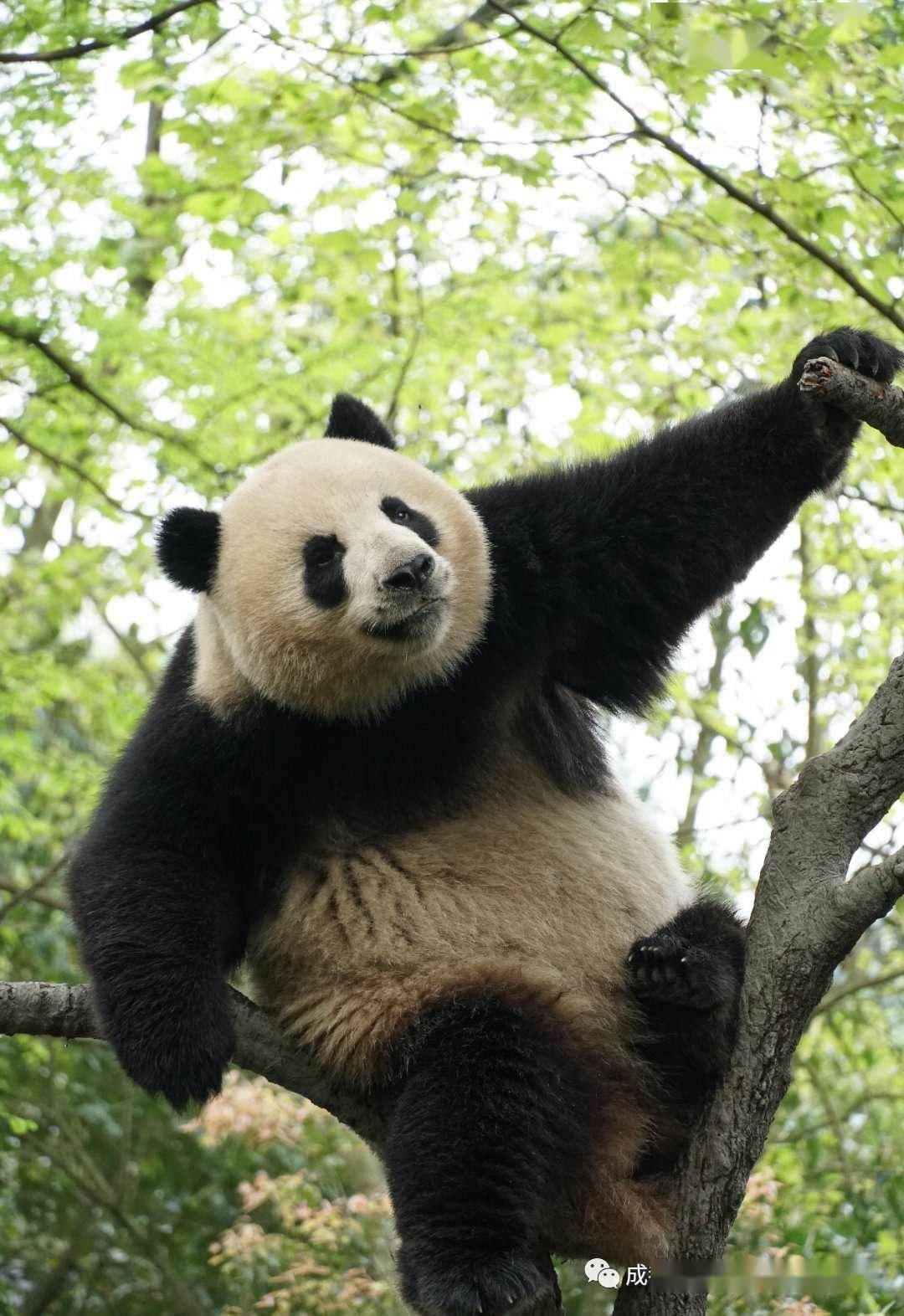 滚滚而来两只熊猫深夜来津藏在何方