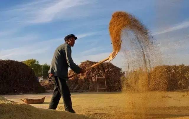 小时候农村收麦子的场景,看懂的全是70,80后……_麦粒