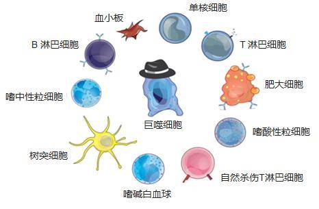 干擾素在新冠肺炎治療中發揮抗病毒和免疫調節的雙重作用_細胞