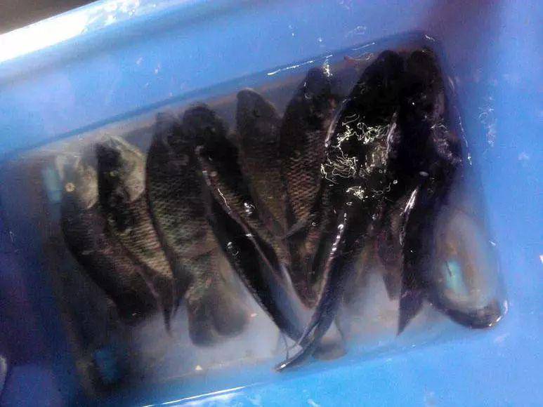 海南钓获的这种鱼乌漆嘛黑的看起来有些恐怖的样子