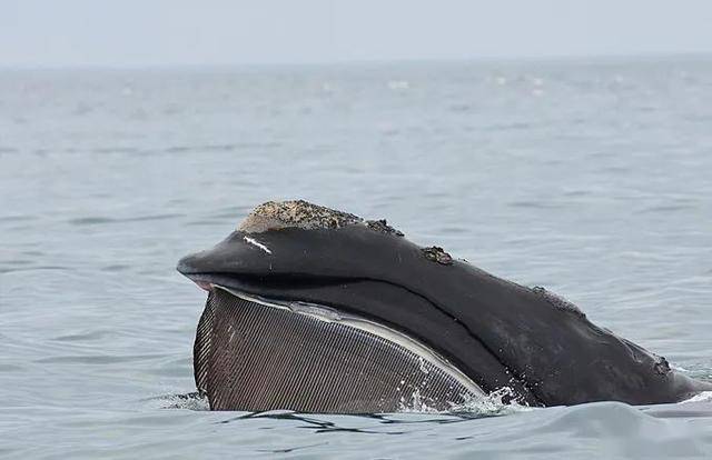 北大西洋露脊鲸仅剩409头,饱受渔网缠绕,体重比近亲轻45吨