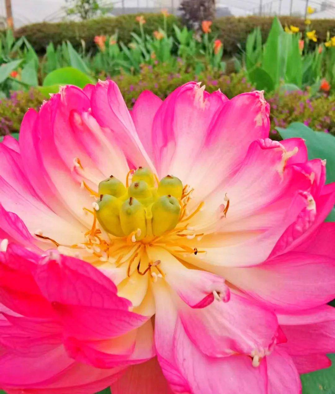 超多美图中山初夏最美风景全都在这找个周末一起去打卡