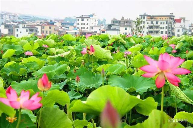 弥勒竹园万亩荷花竞相绽放 玉蕾吐艳一幅天然的秀美画卷