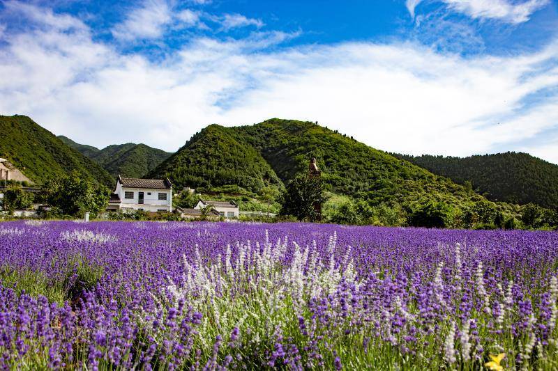 【天留山丨薰衣草庄园】6月6/7日丨享山野清风,坠入夏日的紫色浪漫