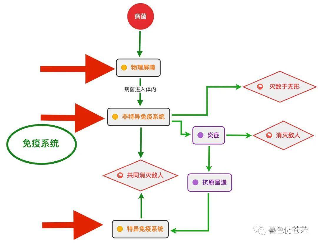 免疫三道防线 图解图片