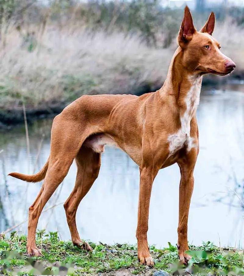 "风一般的美男子"——线条型犬_猎犬