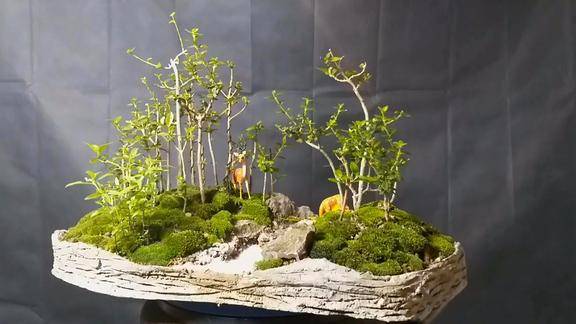 简单的方法教你制作丛林式盆景成品很有意境赏心悦目