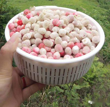 在成县有一种乡愁叫瓢子熟了赶紧提上笼笼摘瓢子去