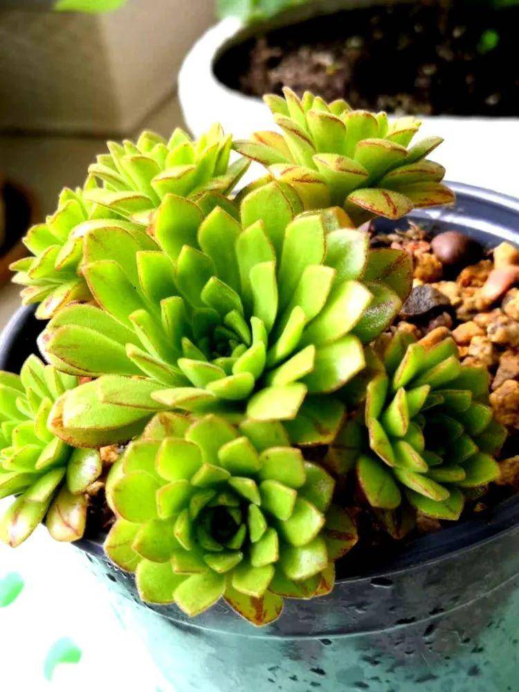 当然不可能!来几张景天小普货吧,我也是博爱的.