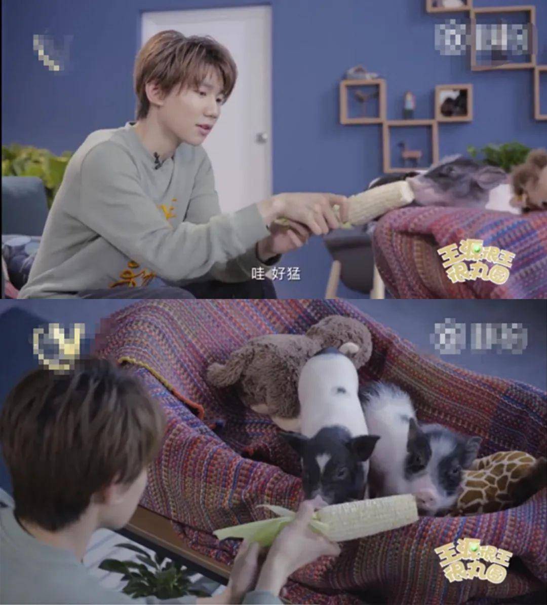 在六一晚会上给大家带来《猪猪侠》的主题曲,期待王源不一样的演绎