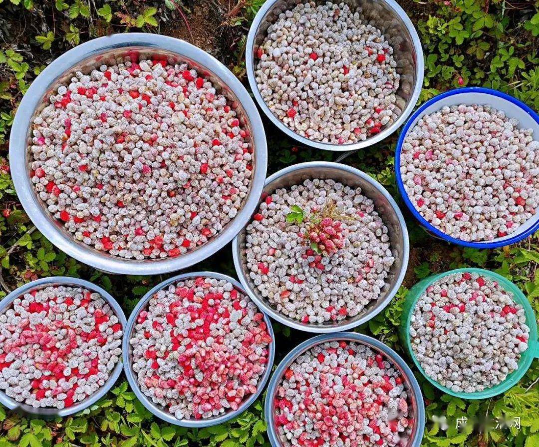 在陇南,有一种乡愁叫瓢子熟了!赶紧提上笼笼摘瓢子去