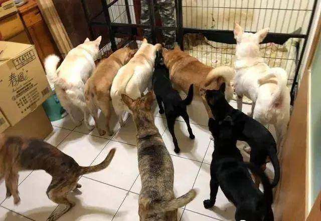 家里养了10只狗狗是怎样的一种体验?