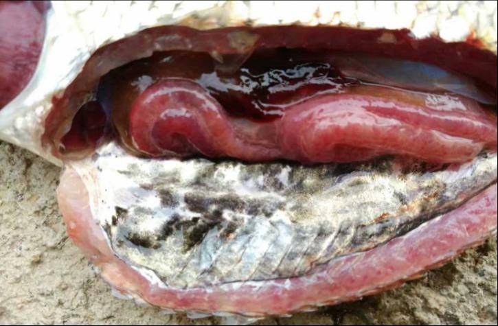 2,高温,高湿的天气使病毒,细菌,寄生虫的活力和毒性增强,病原屡杀不死