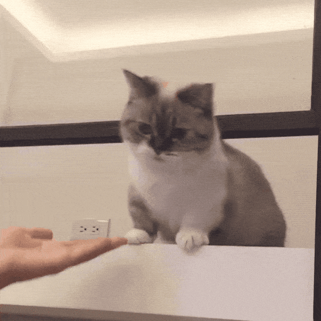 猫咪击掌表情包gif图片
