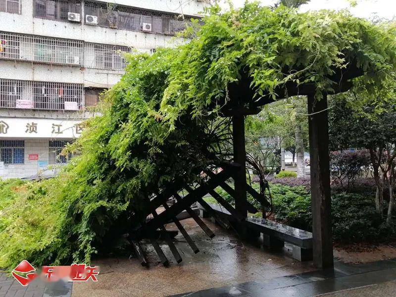 从网友发来的图片可以看到, 倒塌的凉亭基本属于木制结构, 亭顶爬满